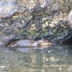 Hydromys chrysogaster (Rakali or Water Rat) at Barton, ACT - 12 Jul 2024 by MB