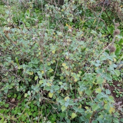 Marrubium vulgare (Horehound) at O'Malley, ACT - 12 Jul 2024 by Mike