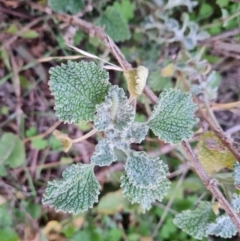 Marrubium vulgare at O'Malley, ACT - 12 Jul 2024