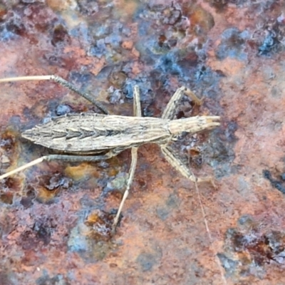 Dicrotelus prolixus (Assassin bug) at Collector TSR - 12 Jul 2024 by trevorpreston