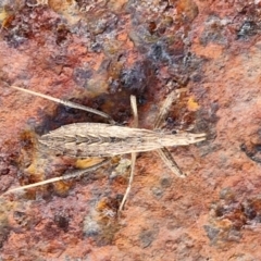 Dicrotelus prolixus at Collector, NSW - 12 Jul 2024