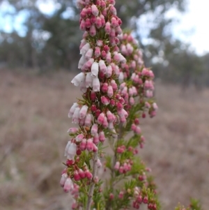 Erica lusitanica at Cook, ACT - 12 Jul 2024