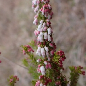 Erica lusitanica at Cook, ACT - 12 Jul 2024 03:33 PM