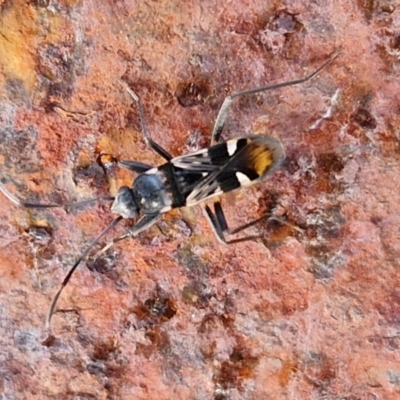 Dieuches sp. (genus) (Black and White Seed Bug) at Collector TSR - 12 Jul 2024 by trevorpreston