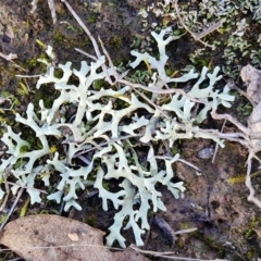 Unidentified Lichen at Collector, NSW - 12 Jul 2024 by trevorpreston