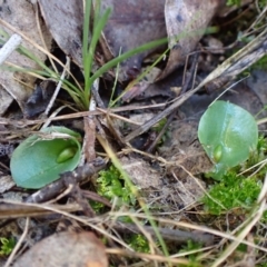 Corysanthes incurva (Slaty Helmet Orchid) at Aranda, ACT - 16 Jun 2024 by CathB