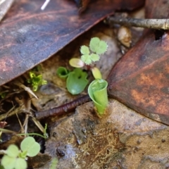 Corysanthes incurva at suppressed - suppressed