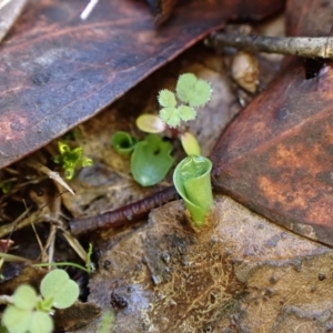 Corysanthes incurva at suppressed - 16 Jun 2024