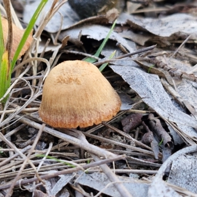 Laccaria sp. (Laccaria) at Collector, NSW - 12 Jul 2024 by trevorpreston