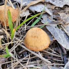 Laccaria sp. at Collector, NSW - 12 Jul 2024