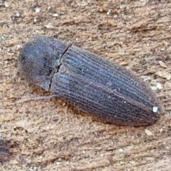 Agrypnus sp. (genus) at Collector, NSW - 12 Jul 2024 by trevorpreston