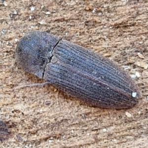 Agrypnus sp. (genus) at Collector, NSW - 12 Jul 2024