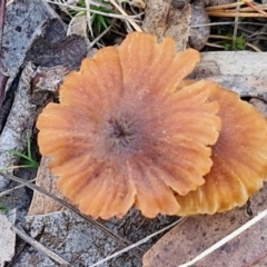 Laccaria sp. (Laccaria) at Collector, NSW - 12 Jul 2024 by trevorpreston