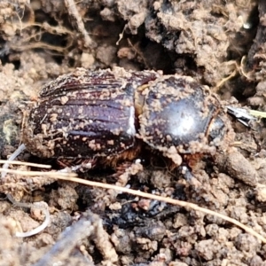 Semanopterus subcostatus at Collector, NSW - 12 Jul 2024 02:15 PM