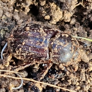 Semanopterus subcostatus at Collector, NSW - 12 Jul 2024