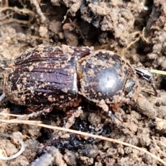 Semanopterus subcostatus at Collector, NSW - 12 Jul 2024 02:15 PM