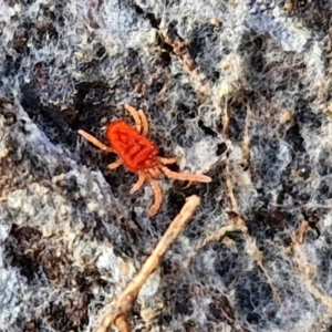 Trombidiidae (family) at Collector, NSW - 12 Jul 2024