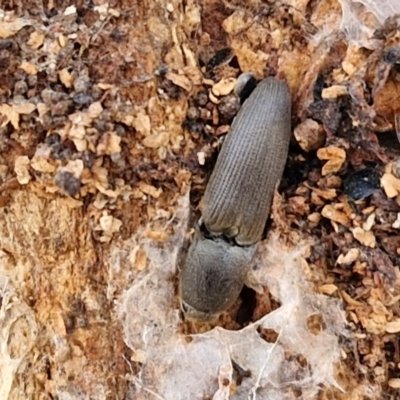 Unidentified Click beetle (Elateridae) at Collector, NSW - 12 Jul 2024 by trevorpreston