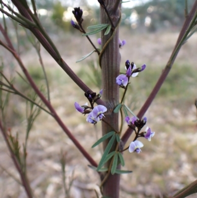 Glycine clandestina (Twining Glycine) at Cook, ACT - 12 Jul 2024 by CathB