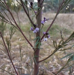 Glycine clandestina at Cook, ACT - 12 Jul 2024 03:53 PM