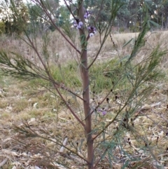 Glycine clandestina at Cook, ACT - 12 Jul 2024 03:53 PM