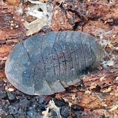 Laxta sp. (genus) (Bark cockroach) at Collector, NSW - 12 Jul 2024 by trevorpreston