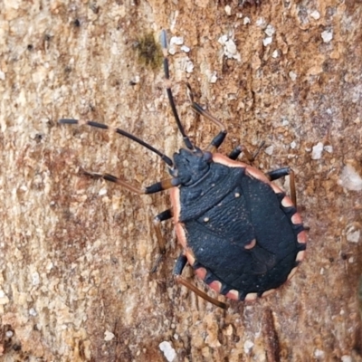 Diemenia rubromarginata (Pink-margined bug) at Collector TSR - 12 Jul 2024 by trevorpreston