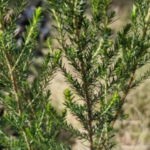 Cassinia sifton at Collector, NSW - 12 Jul 2024 02:10 PM