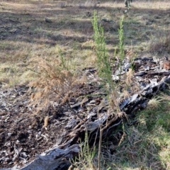 Cassinia sifton at Collector, NSW - 12 Jul 2024 02:10 PM