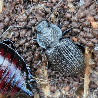 Adelium porcatum at Collector, NSW - 12 Jul 2024 by trevorpreston