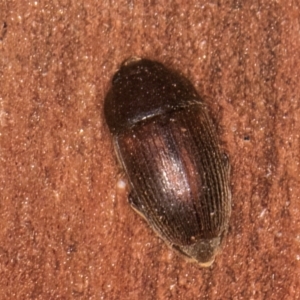 Nitidulidae sp. (family) at Bruce, ACT - 12 Jul 2024 10:18 AM