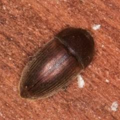 Nitidulidae sp. (family) at Bruce, ACT - 12 Jul 2024 10:18 AM