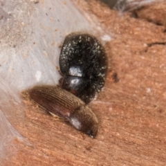 Coccinellidae (family) at Bruce, ACT - 12 Jul 2024 10:20 AM