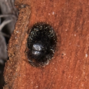 Coccinellidae (family) at Bruce, ACT - 12 Jul 2024 10:20 AM