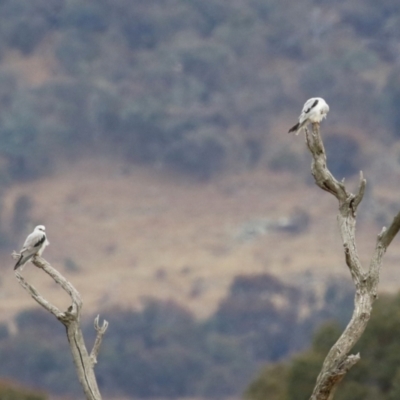 Elanus axillaris (Black-shouldered Kite) at Gordon, ACT - 12 Jul 2024 by RodDeb