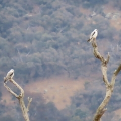 Elanus axillaris at Gordon, ACT - 12 Jul 2024