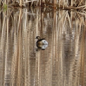 Tachybaptus novaehollandiae at Gordon, ACT - 12 Jul 2024