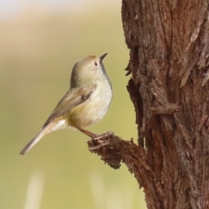 Acanthiza pusilla at Gordon, ACT - 12 Jul 2024