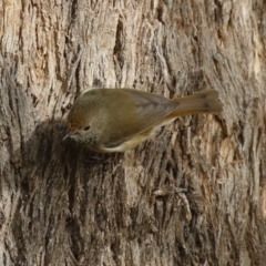 Acanthiza pusilla at Gordon, ACT - 12 Jul 2024