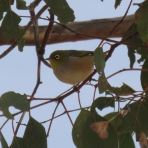 Zosterops lateralis at Gordon, ACT - 12 Jul 2024