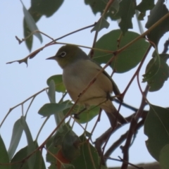 Zosterops lateralis at Gordon, ACT - 12 Jul 2024