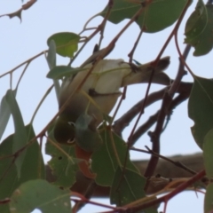 Zosterops lateralis at Gordon, ACT - 12 Jul 2024