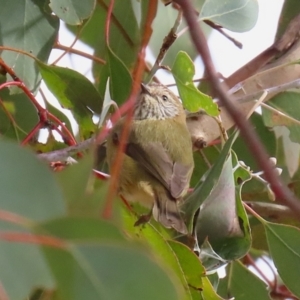 Acanthiza lineata at Gordon, ACT - 12 Jul 2024