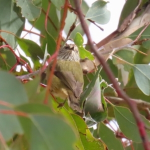 Acanthiza lineata at Gordon, ACT - 12 Jul 2024