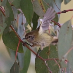 Acanthiza lineata at Gordon, ACT - 12 Jul 2024