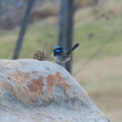 Malurus cyaneus (Superb Fairywren) at Gordon, ACT - 12 Jul 2024 by RodDeb