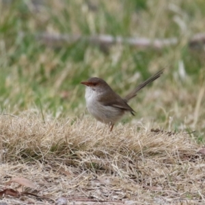 Malurus cyaneus at Gordon, ACT - 12 Jul 2024