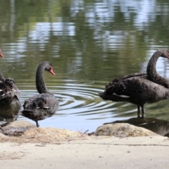 Cygnus atratus (Black Swan) at Gordon, ACT - 12 Jul 2024 by RodDeb