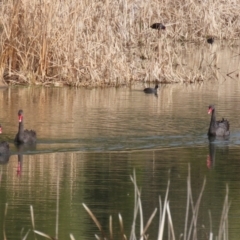 Cygnus atratus at Gordon, ACT - 12 Jul 2024 01:35 PM