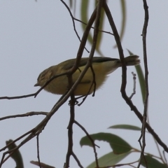 Smicrornis brevirostris (Weebill) at Gordon, ACT - 12 Jul 2024 by RodDeb